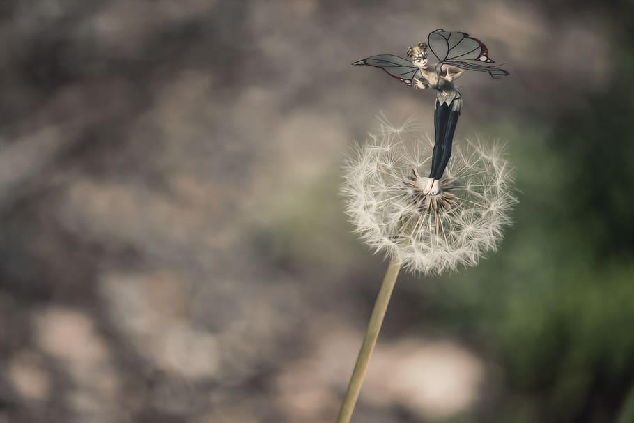 elf, dent de lleó, licitació, primavera, llavors, fantasia, composició, flor, planta amb flors, fragilitat, planta, centrar-se en primer pla, primer pla, vulnerabilitat, bellesa a la natura, frescor, naturalesa, creixement, tija de la planta, cap gent, dia, suavitat, cap de flor, Color blanc, inflorescència, a l'aire lliure, llavor de dent de lleó, 5K