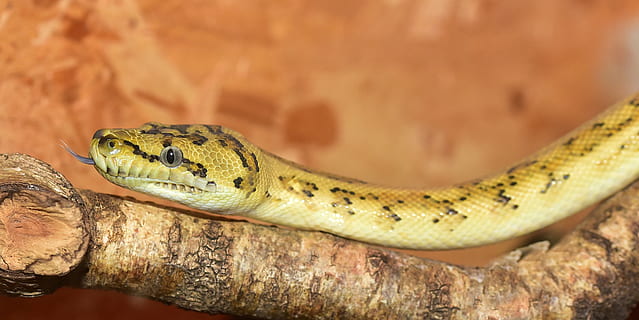 slang, Python, geel, klein, reptiel, schaal, hoofd, constrictor, detailopname, loer, schepsel, dier, terrarium, niet giftig, Terraristik, muis jager, boa, portret, nieuwsgierig, dierlijke thema's, één dier, dierenleven, dieren in het wild, gewerveld, geen mensen, dierlijke lichaamsdeel, natuur, waarschuwingsbord, dierlijke schaal, communicatie, focus op de voorgrond, dag, giftig, teken, dierenkop, dierlijk oog, 4K, CC0, publiek domein, royaltyvrij