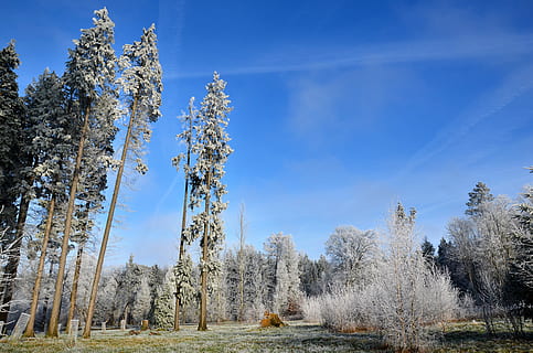 Frost, Wald, Winter, kalt, Natur, gefroren, Weiß, Bäume, Kristalle, Landschaft, Himmel, Baum, Pflanze, Schönheit in der Natur, Land, ruhige Szene, Wachstum, Nicht-städtische Szene, Ruhe, keine Leute, Umgebung, Szenen - Natur, Tag, Feld, wolke - himmel, kalte Temperatur, draußen, 4K, CC0, gemeinfrei, lizenzfrei