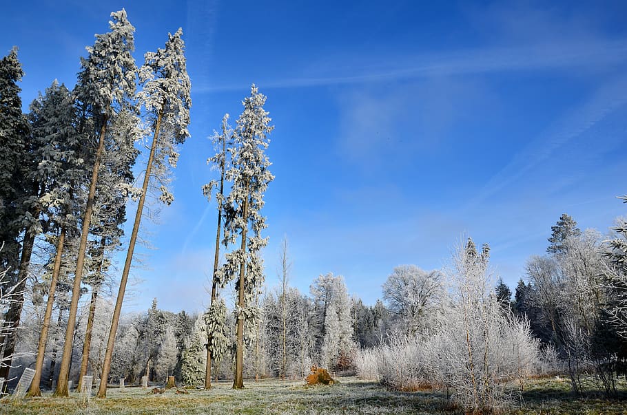 Frost, Wald, Winter, kalt, Natur, gefroren, Weiß, Bäume, Kristalle, Landschaft, Himmel, Baum, Pflanze, Schönheit in der Natur, Land, ruhige Szene, Wachstum, Nicht-städtische Szene, Ruhe, keine Leute, Umgebung, Szenen - Natur, Tag, Feld, wolke - himmel, kalte Temperatur, draußen, 4K