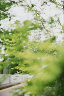 green leafed trees, greenery, tree, nature, looking through foliage, foliage, plants, tree crown, park, park greenery, algae, flora, plant, road, dirt road, gravel, grass, vegetation, birch, conifer, housing, day, green color, no people, growth, selective focus, beauty in nature, outdoors, built structure, low angle view, sunlight, blurred motion, architecture, branch, freshness, building exterior, tranquility, focus on foreground, 5K, CC0, public domain, royalty free