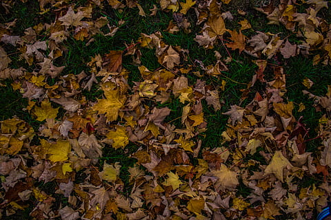 canada, peterborough, change, autumn, plant part, leaf, leaves, full frame, backgrounds, nature, yellow, beauty in nature, no people, maple leaf, dry, vulnerability, day, high angle view, close-up, fragility, abundance, falling, natural condition, outdoors, autumn collection, fall, 5K, CC0, public domain, royalty free