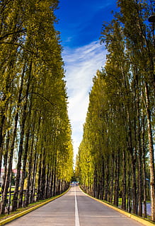 dritto, strada, circondato, alberi, prospettiva, albero, direzione, la strada davanti, pianta, mezzi di trasporto, treelined, prospettiva decrescente, natura, simbolo, segnaletica stradale, crescita, cartello, marcatura, nessuno, giorno, cielo, tronco d'albero, tronco, bellezza nella natura, all'aperto, lungo, 4K, CC0, dominio pubblico, privo di copyright