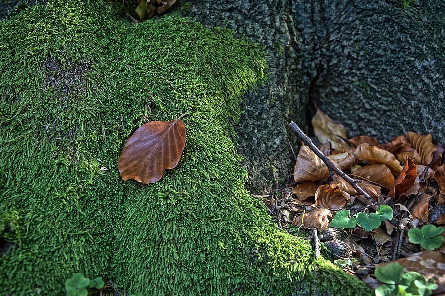 full, molsa, macro, primer pla, verd, naturalesa, bosc, bosc de molsa, plantes, escombraries, escombraries forestals, fulla seca, planta, color verd, part de la planta, creixement, arbre, dia, terra, cap gent, tronc, tronc de l'arbre, herba, camp, vista d’angle alt, a l'aire lliure, bolets, sec, fong, fulles, toadstool, escorça, 4K