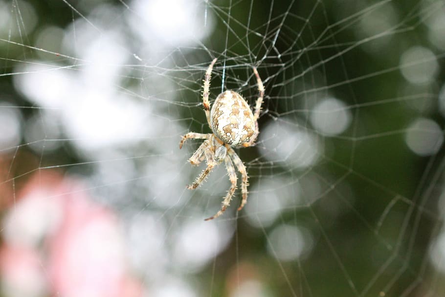 aranya, teranyina, insecte, araneus, fragilitat, aràcnids, primer pla, artròpode, temes d'animals, invertebrat, animal, vulnerabilitat, animals a la natura, fauna animal, enfocament selectiu, dia, supervivència, naturalesa, cap gent, centrar-se en primer pla, un animal, web, a l'aire lliure, complexitat, cames d’animal, 4K