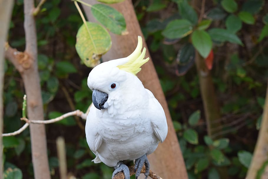 pappagallo, bianca, uccello, piuma, mondo animale, animale, tropicale, natura, esotico, temi animali, vertebrato, fauna selvatica, animali allo stato selvatico, un animale, appollaiati, Colore bianco, cacatua, albero, concentrarsi sulle conoscenze acquisite, pianta, nessuno, giorno, parte vegetale, foglia, ramo, all'aperto, 5K