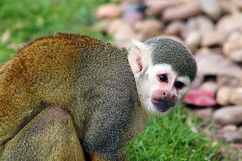 monkey, squirrel monkey, mammal, cute, primate, zoo, animal, face, exotic, animal wildlife, one animal, animals in the wild, vertebrate, focus on foreground, nature, no people, close-up, day, outdoors, plant, portrait, young animal, 5K, CC0, public domain, royalty free