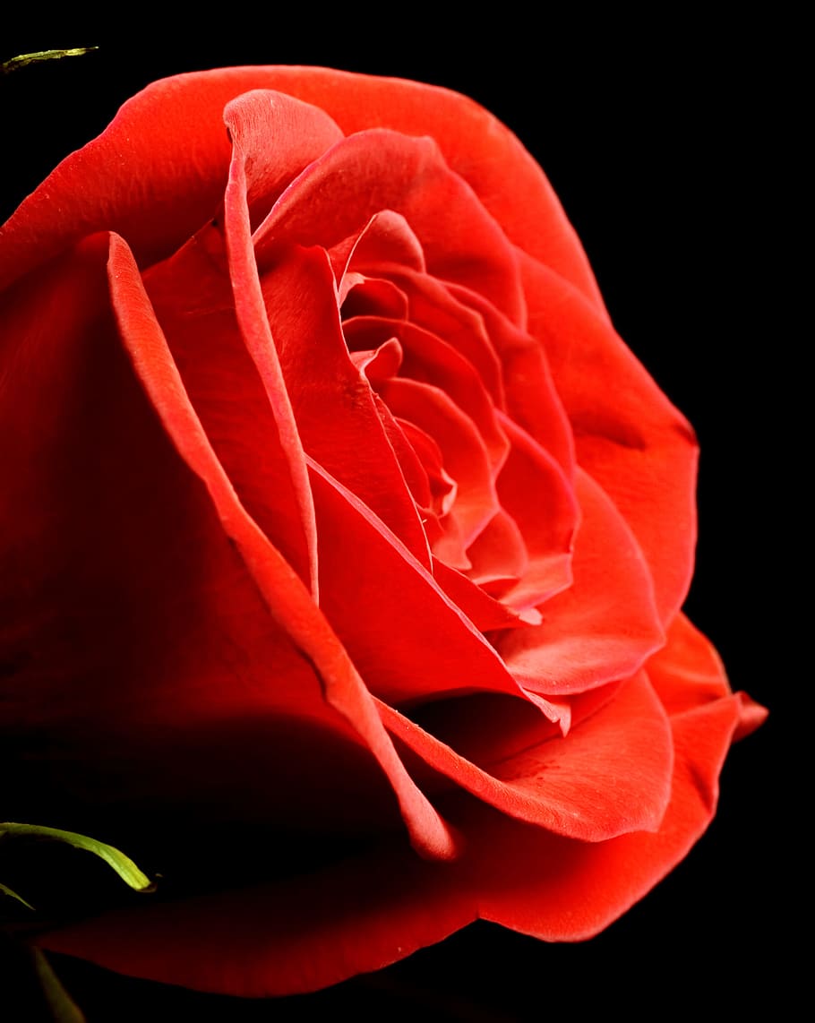 negru, Trandafir, roșu, fundal, a închide, izolat, nimeni, petală, zi, floare, cap, s, dragoste, obiect, plantă, frumuseţe, aleasă a inimii, romantism, natură, singur, planta cu flori, frumusețe în natură, Fundal negru, inflorescenţă, cap de floare, fragilitate, studio shot, vulnerabilitate, prospeţime, nici o persoana, în interior, moliciune, valentine - sărbătoare, 2K
