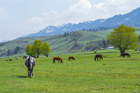 tree, snow, montuin, forest, lake, trees, horse, xinjiang, gree, mammal, animal themes, livestock, animal, domestic animals, domestic, field, pets, plant, group of animals, land, vertebrate, grass, mountain, environment, sky, green color, landscape, beauty in nature, agriculture, herbivorous, mountain range, no people, outdoors, 2K, CC0, public domain, royalty free