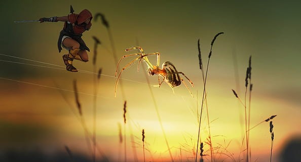 aranya, lluitador, web, insecte, fantasia, espasa, posta de sol, atmosfera, invertebrat, animals a la natura, fauna animal, naturalesa, temes d'animals, centrar-se en primer pla, planta, animal, fragilitat, bellesa a la natura, primer pla, un animal, cap gent, cel, teranyina, vulnerabilitat, aràcnids, a l'aire lliure, 4K, CC0, domini públic, lliure de regalies