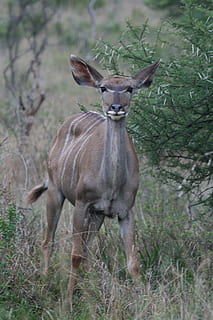cérvol marró, antílop, mamífer, vida salvatge, animal, bongo, cérvol, elk, planta, gasela, arbust, vegetació, caní, guineu, kit de guineu, impala, arbre, zoo, girafa, herba, cornamenta, temes d'animals, un animal, animals a la natura, fauna animal, dia, terra, cap gent, naturalesa, de peu, mirant la càmera, retrat, bosc, vertebrats, herbívors, 4K, CC0, domini públic, lliure de regalies