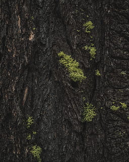 Kanada, Baumstamm, Kofferraum, Borke, écorce, Textur, Design, Natur, Tierwelt, wunderschönen, Kunst, Hintergrund, gern, Baumrinde, Moos, foret, Wald, In den Wald, Holz, Baum, Pflanze, Wachstum, texturiert, Rau, keine Leute, Tag, Nahansicht, Land, Hintergründe, Vollbild, Ruhe, Schönheit in der Natur, Pflanzenrinde, draußen, Flechte, 4K, CC0, gemeinfrei, lizenzfrei