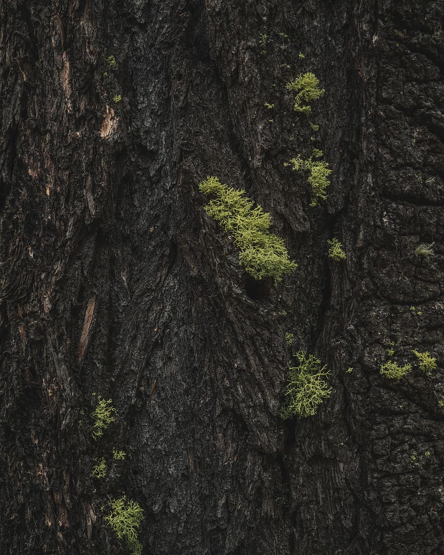 Canada, tronco d'albero, tronco, abbaiare, écorce, struttura, design, natura, bellissimo, arte, sfondo, affettuoso, corteccia di albero, muschio, foret, foresta, boschi, nel bosco, legna, albero, pianta, crescita, strutturato, ruvido, nessuno, giorno, avvicinamento, terra, sfondi, fotogramma intero, la tranquillità, bellezza nella natura, corteccia vegetale, all'aperto, lichene, 4K