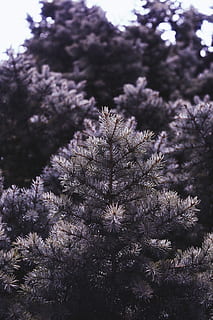 Skov, træ, træer, baggrund, tapet, VSCO, lys, natur, Nationalpark, plante, blomst, blomstrende plante, vækst, skrøbelighed, sårbarhed, skønhed i naturen, friskhed, tæt på, ingen mennesker, dag, ro, selektiv fokusering, udendørs, blomsterstand, blomsterhoved, fokus på forgrunden, forår, 5K, CC0, offentligt domæne, royaltyfrie