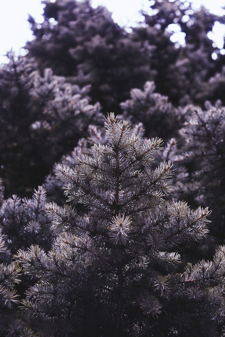 Skov, træ, træer, baggrund, tapet, VSCO, lys, natur, Nationalpark, plante, blomst, blomstrende plante, vækst, skrøbelighed, sårbarhed, skønhed i naturen, friskhed, tæt på, ingen mennesker, dag, ro, selektiv fokusering, udendørs, blomsterstand, blomsterhoved, fokus på forgrunden, forår, 5K