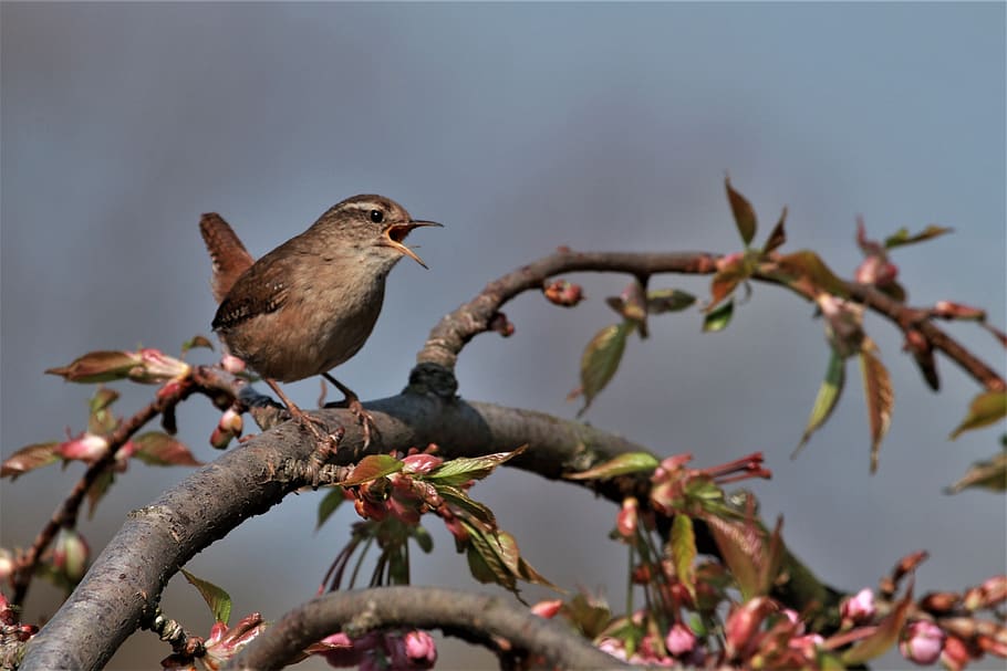 gærdesmutte, fugl, sang, forår, nuttet, udendørs, Fuglekiggeri, natur, aviær, Brun, fjer, afdeling, dyre temaer, hvirveldyr, perching, dyr, dyreliv, dyr i naturen, plante, træ, dag, fokus på forgrunden, ingen mennesker, skønhed i naturen, et dyr, selektiv fokusering, Kvist, spurv, 4K
