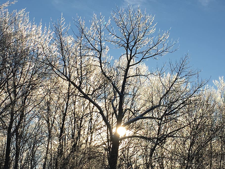Canadà, lachute, arbre, cel, planta, arbre nu, vista d’angle baix, branca, llum solar, cap gent, bellesa a la natura, naturalesa, tranquil·litat, sol, dia, a l'aire lliure, escenics - natura, flare de la lent, hivern, creixement, silueta, escena tranquil·la, brillant, planta morta, streaming, 4K