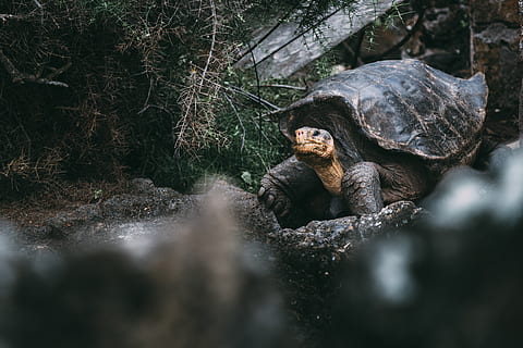 schwarz, braun, Schildkröte, Tier, Schale, Leben im Meer, Reptil, Dosenschildkröte, Natur, wild, dunkel, draussen, Galapagos, Insel, ecuador, Sommer-, Urlaube, Tierwelt, Tierthemen, Tiere in freier Wildbahn, Wirbeltier, Baum, Primas, Pflanze, Säugetier, ein Tier, selektiver Fokus, keine Leute, Tag, Affe, Wald, Land, Rock, Wasser, draußen, Zoo, 5K, CC0, gemeinfrei, lizenzfrei