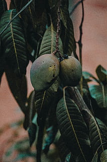 fruita verda de mango, osset de peluix, joguina, produir, planta, fruita, menjar, flora, codony, gris, alimentació saludable, menjar i beguda, creixement, primer pla, frescor, centrar-se en primer pla, benestar, full, part de la planta, dia, color verd, naturalesa, cap gent, arbre, a l'aire lliure, enfocament selectiu, agricultura, madur, 5K, CC0, domini públic, lliure de regalies