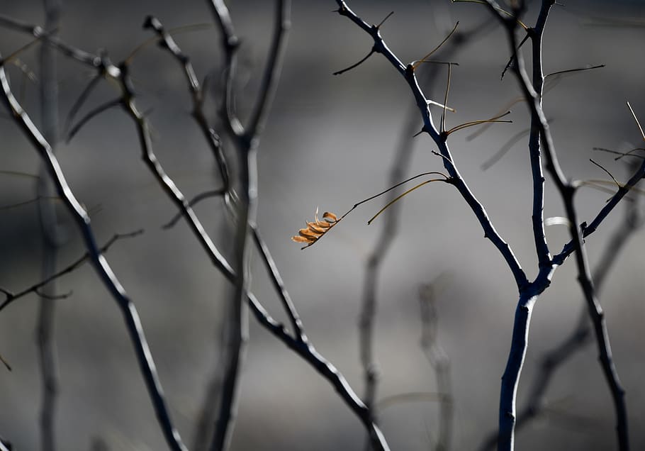 planta marchita, animal, ocell, planta, naturalesa, arbre, a l'aire lliure, jay, full, Gaig blau, pinzell, anthus, flor, Agelaius, merla, accipiter, menjar d'abelles, gavina, pardal, flicker bird, centrar-se en primer pla, primer pla, un animal, animals a la natura, fauna animal, cap gent, temes d'animals, enfocament selectiu, insecte, invertebrat, dia, branca, bellesa a la natura, arbre nu, planta morta, 8K