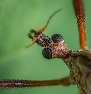 fotografierea macro, insectă, gândac, a închide, macarale de zbor, puțin, macro, un animal, animale tematice, animale în sălbăticie, animale sălbatice, nevertebrat, animal, partea corpului animalului, să se concentreze asupra primelor elemente, nici o persoana, selectiv, plantă, Culoarea verde, natură, zoologie, zi, în aer liber, antena animală, artropod, ochi de animale, 2K, CC0, domeniu public, fără drepturi de autor
