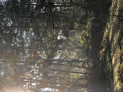 gröna träd, träd, växt, tillväxt, skog, skönhet i naturen, inget folk, lugn, natur, landa, dag, utomhus, gren, lugn plats, solljus, icke-urbana scenen, scenics - natur, trädstam, trunk, lågvinkelvy, bambu - växt, trädtak, 4K, CC0, offentligt domän, royaltyfria