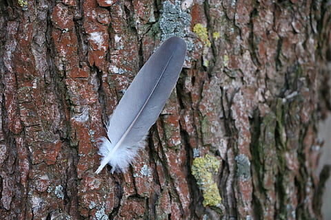 grau, Feder zu, braun, Baum, Feder, Baumrinde, Baumstamm, Kofferraum, keine Leute, Pflanze, Natur, Nahansicht, texturiert, Tag, Tier, Tierthemen, draußen, Zerbrechlichkeit, Fokus auf den Vordergrund, Verletzlichkeit, Tierwelt, Tiere in freier Wildbahn, Rau, Wachstum, Borke, Weichheit, 5K, CC0, gemeinfrei, lizenzfrei
