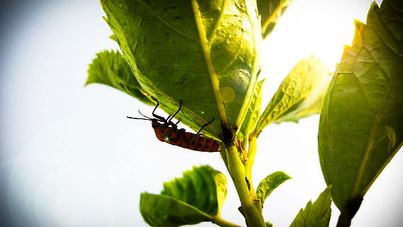 dekat, fotografi, serangga, daun, kumbang, bug, merapatkan, makro, invertebrata, tema binatang, hewan, satu binatang, satwa liar hewan, bagian tanaman, binatang di alam liar, menanam, warna hijau, alam, keindahan di alam, hari, tidak ada orang, pertumbuhan, di luar rumah, sayap binatang, sinar matahari, kupu-kupu - serangga, 4K, CC0, domain publik, bebas royalti