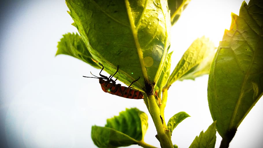 zavřít, fotografování, hmyz, list, brouk, Chyba, detail, makro, bezobratlý, zvířat, zvíře, jednoho zvířete, rostlinné části, zvířata ve volné přírodě, rostlina, zelená barva, Příroda, krása v přírodě, den, nikdo, růst, venku, zvířecí křídlo, slunečního světla, motýl - hmyz, 4K