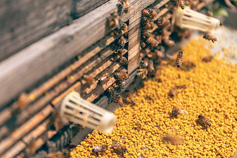 abejas, Colmena, loco, miel, insectos, enfoque selectivo, abundancia, nadie, comida y bebida, comida, de cerca, gran grupo de objetos, día, al aire libre, frescura, naturaleza, material de madera, apilar, en una fila, amarillo, mercado, Al por menor, bienestar, centrarse en primer plano, 5K, CC0, dominio público, libre de derechos