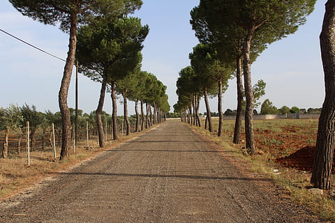 trees, path, road, forest, trail, via, autumn, viale, the way forward, plant, direction, tree, diminishing perspective, nature, vanishing point, sky, no people, transportation, day, growth, tranquility, tranquil scene, land, footpath, landscape, beauty in nature, non-urban scene, treelined, outdoors, long, 4K, CC0, public domain, royalty free
