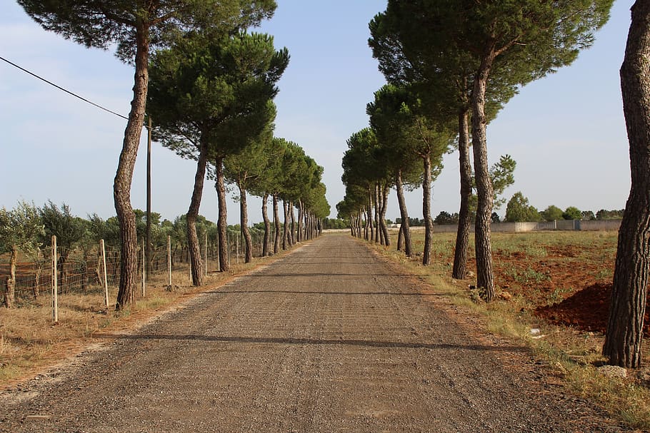 arbres, Camí, carretera, bosc, ruta, via, tardor, viale, el camí a seguir, planta, direcció, arbre, perspectiva decreixent, naturalesa, punt de fuga, cel, cap gent, transport, dia, creixement, tranquil·litat, escena tranquil·la, terra, sendera, paisatge, bellesa a la natura, escena no urbana, treelined, a l'aire lliure, llarg, 4K