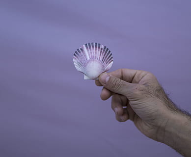 man holding seashell, hand, shell, human hand, holding, human body part, one person, close-up, colored background, animal shell, studio shot, indoors, nature, seashell, single object, animal wildlife, sphere, copy space, adult, human limb, blue background, 4K, CC0, public domain, royalty free