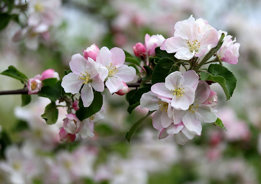 flors, blanc, casey, arbre, primavera, bonic, pètals, florint, planta amb flors, flor, planta, frescor, fragilitat, vulnerabilitat, bellesa a la natura, creixement, pètal, primer pla, color rosa, inflorescència, cap de flor, naturalesa, dia, cap gent, centrar-se en primer pla, botànica, a l'aire lliure, pol·len, flor de cirerer, Ram de flors, cirerer, 4K