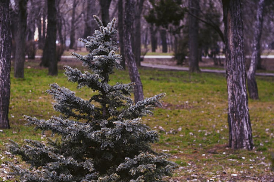 træ, træer, natur, VSCO, Nationalpark, baggrund, tapet, lys, plante, træstamme, bagagerum, vækst, jord, ingen mennesker, ro, fokus på forgrunden, dag, skønhed i naturen, Skov, Mark, udendørs, rolig scene, græs, grøn farve, tæt på, træ - materiale, bark, nåletræ, 5K