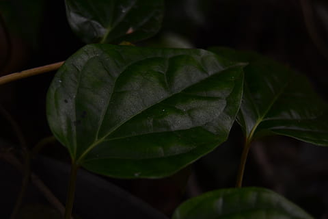 full, verd, fons, aïllat, fresc, Piper, blanc, betle, menjar, medicina, planta, natural, adicció, asia, herbes, Índia, asiàtic, herba, mastegar, naturalesa, paan, pan, indi, orgànic, part de la planta, primer pla, color verd, cap gent, creixement, bellesa a la natura, centrar-se en primer pla, dia, frescor, a l'aire lliure, enfocament selectiu, vulnerabilitat, humit, fragilitat, fulles, tranquil·litat, aigua, 4K, CC0, domini públic, lliure de regalies