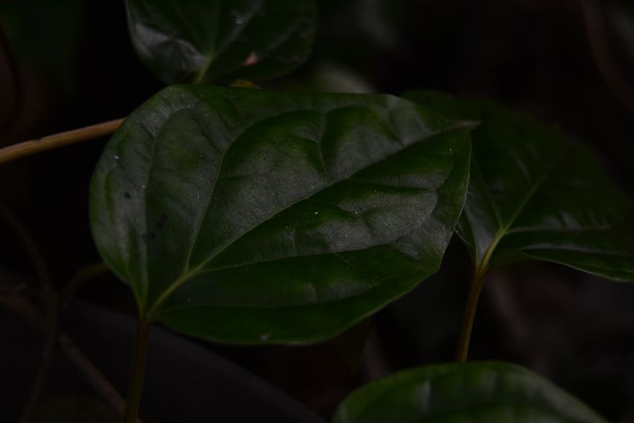 full, verd, fons, aïllat, fresc, Piper, blanc, betle, menjar, medicina, planta, natural, adicció, asia, herbes, Índia, asiàtic, herba, mastegar, naturalesa, paan, pan, indi, orgànic, part de la planta, primer pla, color verd, cap gent, creixement, bellesa a la natura, centrar-se en primer pla, dia, frescor, a l'aire lliure, enfocament selectiu, vulnerabilitat, humit, fragilitat, fulles, tranquil·litat, aigua, 4K