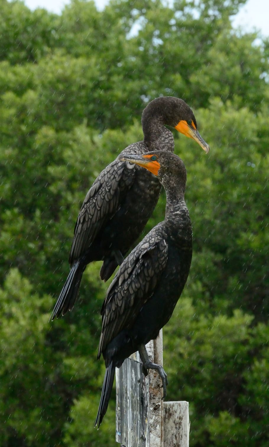 Mexico, aalscholver, vogel, dierenleven, dieren in het wild, gewerveld, dierlijke thema's, dier, één dier, focus op de voorgrond, neerstrijken, geen mensen, boom, natuur, bek, dag, fabriek, detailopname, zwarte kleur, hout - materiaal, buitenshuis, houten paal, 2K