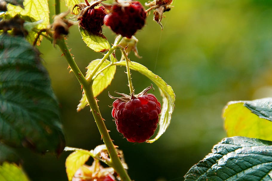 gerds, creixement, desenvolupament, naturalesa, branca, fulles, verd, vermell, baies, himbeerstrauch, menjar i beguda, fruita, menjar, alimentació saludable, planta, frescor, primer pla, benestar, bellesa a la natura, centrar-se en primer pla, cap gent, dia, fruites de baies, part de la planta, full, enfocament selectiu, color verd, a l'aire lliure, madur, 2K