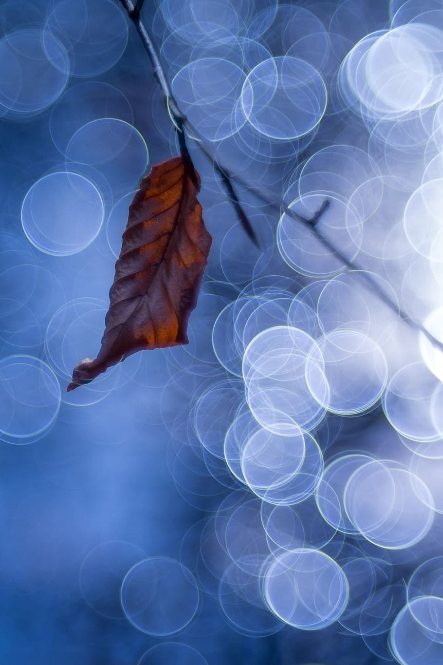 bokeh, taula, trioplan, full, borrós, fujifilm x, DOF, tardor, naturalesa, cap gent, primer pla, part de la planta, blau, dia, a l'aire lliure, aigua, vulnerabilitat, fragilitat, canvi, flotant, bellesa a la natura, vista d’angle alt, fauna animal, planta, flare de la lent, fulles, flotant a l'aigua, 4K