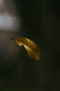緑色の葉, 葉, 工場, 静脈, 鳥, 動物, ドイツ, 木, 浮く, 秋, ボケ, ダーク, 自然, ダンス, マクロ, 落下, 閉じる, シャープ, 森林, canon100mm, 無人, 一匹の動物, 植物部分, スタジオ撮影, 動物のテーマ, 動物の野生動物, 黒の背景, 単一オブジェクト, 黄, コピースペース, 野生の動物, 屋外, もろい, 脆弱性, 変化する, 自然な状態, 5K, CC0, パブリックドメイン, ロイヤリティフリー