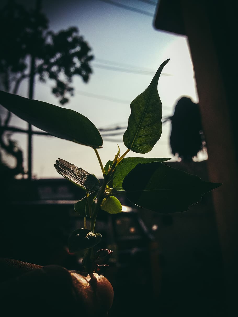 grøn bladplante, baggrundsbelyst, plante, blad, plante del, natur, menneskelig kropsdel, menneskelig hånd, tæt på, fokus på forgrunden, vækst, hånd, rigtige mennesker, dag, udendørs, bedrift, dyr i naturen, dyreliv, dyre temaer, grøn farve, skønhed i naturen, uigenkendelig person, finger, 2K