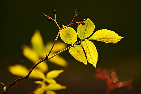Kvist, blad, vene, mønster, løv, vækst, lyse, efterår, natur, miljø, plante del, plante, tæt på, ingen mennesker, gul, skønhed i naturen, fokus på forgrunden, nat, grøn farve, udendørs, lave om, blade, træ, plantestamme, naturlig tilstand, 4K, CC0, offentligt domæne, royaltyfrie