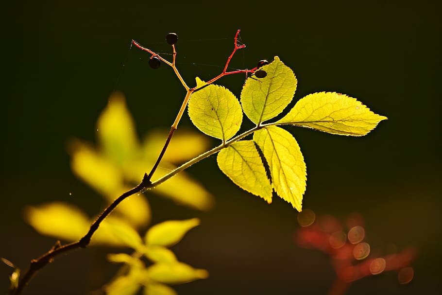 Kvist, blad, vene, mønster, løv, vækst, lyse, efterår, natur, miljø, plante del, plante, tæt på, ingen mennesker, gul, skønhed i naturen, fokus på forgrunden, nat, grøn farve, udendørs, lave om, blade, træ, plantestamme, naturlig tilstand, 4K