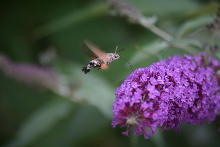hoverfly, buddleia, flowr, nettare, potabile, natura, fiore, pianta fiorita, un animale, insetto, animali allo stato selvatico, animale, fauna selvatica, temi animali, invertebrato, fragilità, pianta, vulnerabilità, bellezza nella natura, viola, avvicinamento, messa a fuoco selettiva, freschezza, crescita, petalo, volante, testa di fiore, impollinazione, nessuno, ala animale, farfalla - insetto, 2K