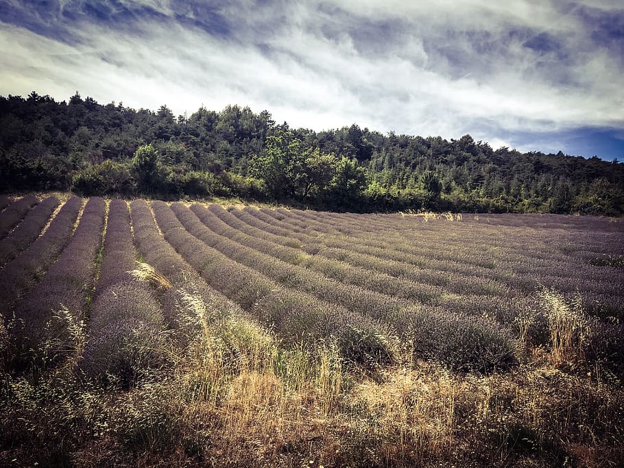 lavandefield, espígol, planta, creixement, camp, tranquil·litat, paisatge, terra, escena tranquil·la, agricultura, arbre, medi ambient, escenics - natura, bellesa a la natura, núvol - cel, cel, cap gent, naturalesa, dia, escena rural, granja, cultiu, a l'aire lliure, plantació, 4K