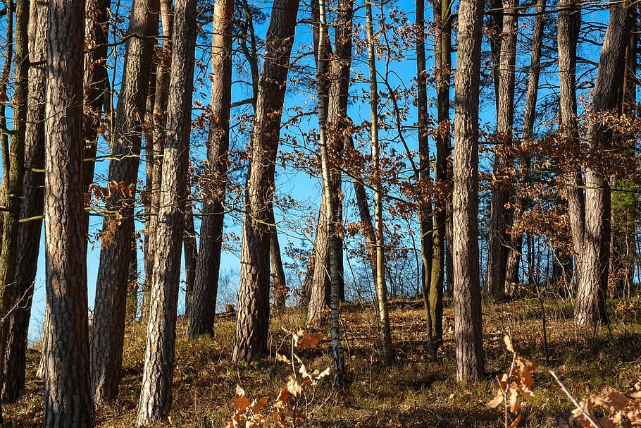 arbres, registre, troncs d’arbres, bosc de roures, roure, bosc, naturalesa, sòl del bosc, arbre, terra, tronc, tronc de l'arbre, planta, tranquil·litat, creixement, bellesa a la natura, escena tranquil·la, cap gent, dia, escena no urbana, escenics - natura, camp, medi ambient, a l'aire lliure, remot, bambú - planta, 5K