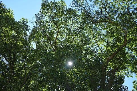 leafs, sun, flare, tree, bright, season, nature, growth, backlighting, summer, colorful, outdoor, leaves, trees, green, bluesky, botany, flower, plant, low angle view, green color, sky, beauty in nature, outdoors, no people, tranquility, forest, day, branch, sunlight, land, scenics - nature, foliage, lush foliage, tranquil scene, tree canopy, 5K, CC0, public domain, royalty free