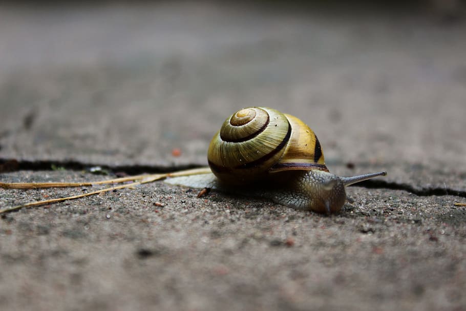 cargol, winniczek, shell, petxina de mar, naturalesa, banyes, animal, la creació de, antenes, molluscum, macro, natural, prat, cargols, mucositat, fauna animal, mol·lusc, temes d'animals, gasteròpode, closca d’animals, enfocament selectiu, invertebrat, animals a la natura, un animal, cap gent, dia, primer pla, avorriment, a l'aire lliure, espiral, part del cos dels animals, 5K