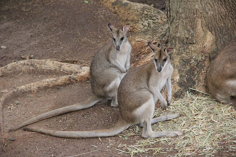cangur, bessons, igualtat, nadiu, marsupial, de peu, australià, Austràlia, cua, jove, naturalesa, vida salvatge, animal, temes d'animals, mamífer, grup d’animals, vertebrats, fauna animal, animals a la natura, dos animals, cap gent, animal jove, arbre, terra, dia, camp, unió, assegut, mirant, relaxació, a l'aire lliure, família d’animals, 5K